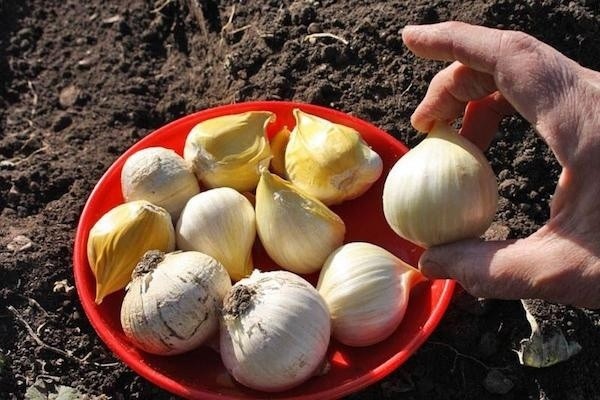 Секреты очень крупного чеснока Секреты очень крупного чеснока
