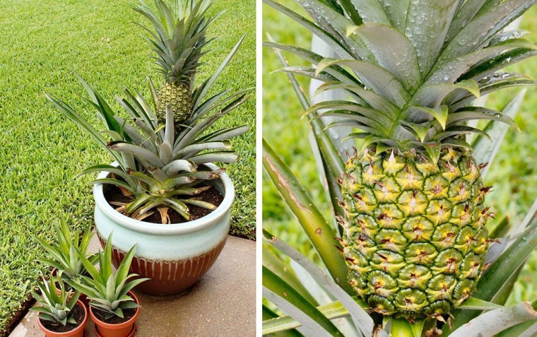 9 правил выращивания ананасов в домашних условиях