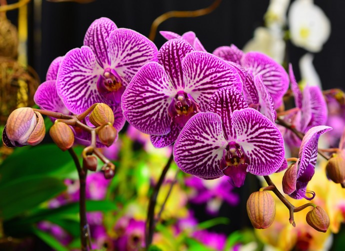 ​Почему орхидея может стать липкой