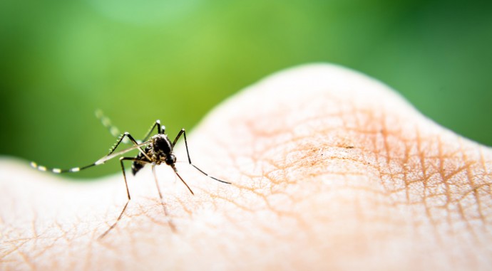​Как спасаться от назойливых комаров, которые портят загородный отдых