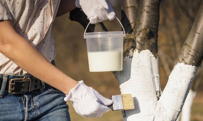 Побелка деревьев Побелка деревьев