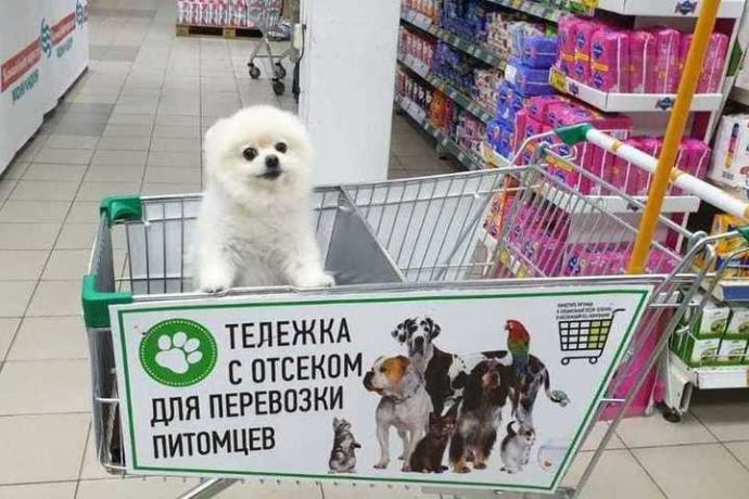 Можно ли посещать магазин с собакой