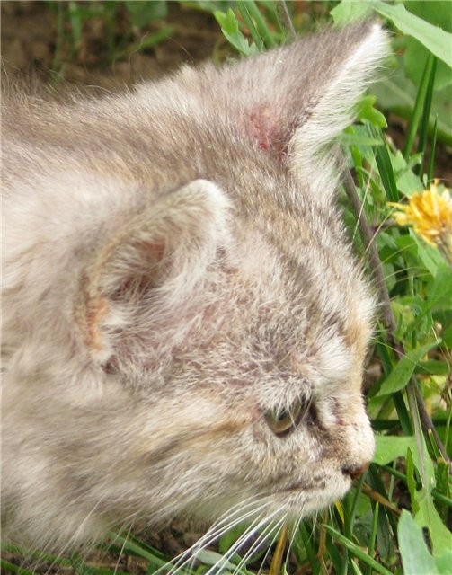 Нотоэдроз у кошек - пути заражения, опасность для окружающих животных, симптомы и лечение