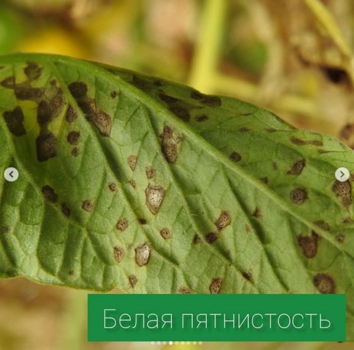 Болезни томатов Болезни томатов