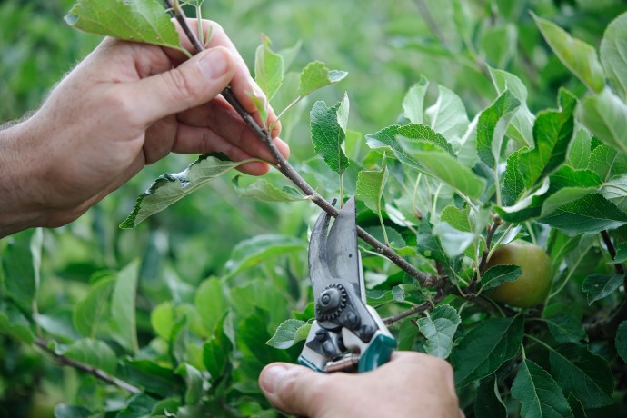 ​Можно ли проводить обрезку деревьев во время плодоношения