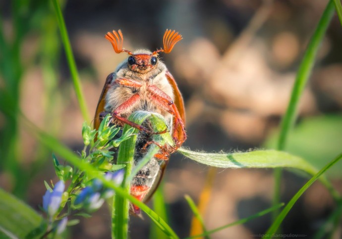 Майский жук и хрущ: как избавиться от вредителя
