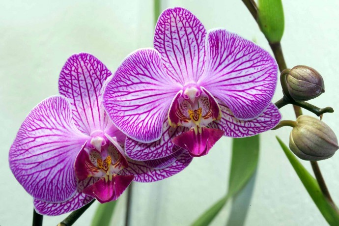 Особенности полива орхидеи осенью и зимой, чтобы она чаще цвела