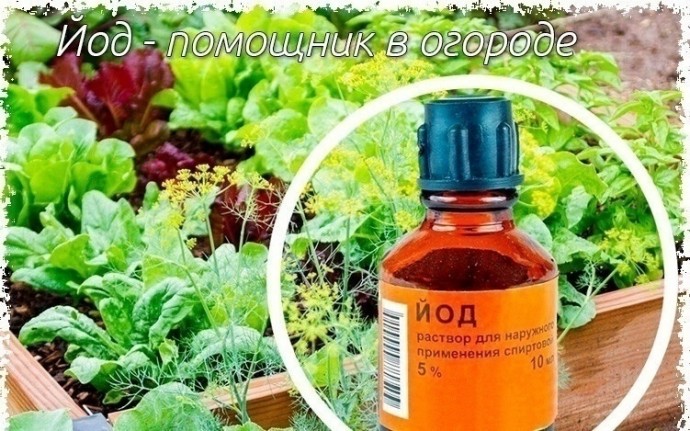 ​Йод - помощник в огороде
