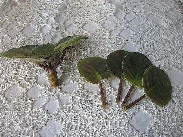 Омолаживаем старую фиалку Омолаживаем старую фиалку