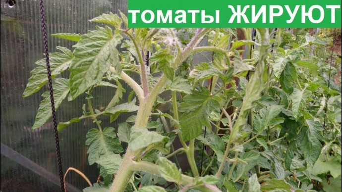 Что делать, если томаты начали жировать Что делать, если томаты начали жировать