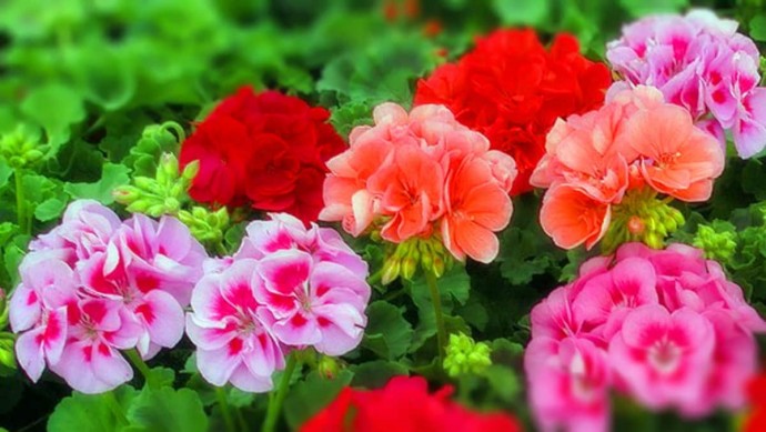 Чтобы герань всегда радовала цветением Чтобы герань всегда радовала цветением