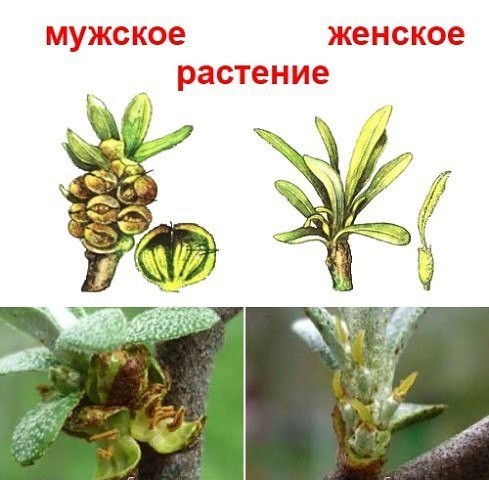 Как отличить мужское растение облепихи от женского Как отличить мужское растение облепихи от женского
