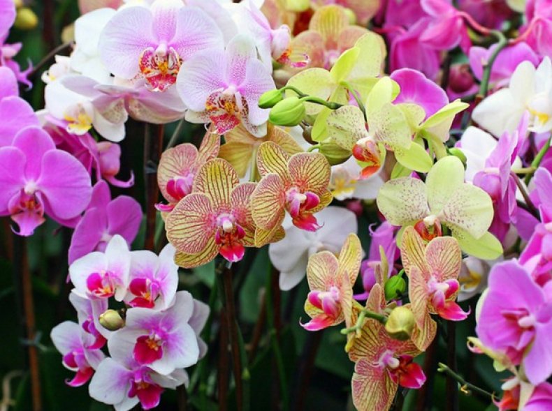 Как пересадить орхидею после цветения