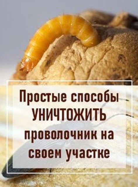 Как победить на садовом участке такое вредное насекомое, как проволочник Как победить на садовом участке такое вредное насекомое, как проволочник