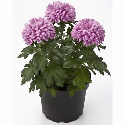 Как вырастить хризантему из букета Как вырастить хризантему из букета