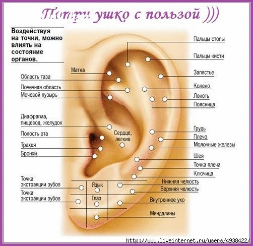 Трем уши с пользой Трем уши с пользой
