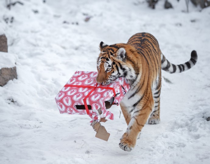 Запретная одежда в новый год тигра
