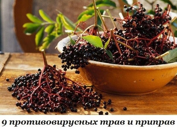 9 противовирусных трав и приправ 9 противовирусных трав и приправ