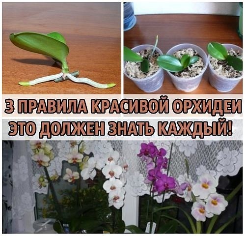 Правила красивой орхидеи Правила красивой орхидеи