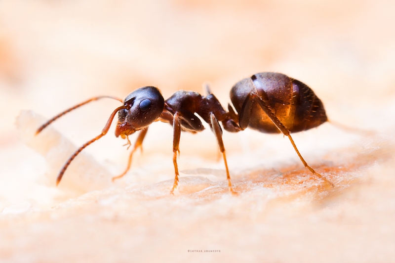 ​Как отвадить муравьев
