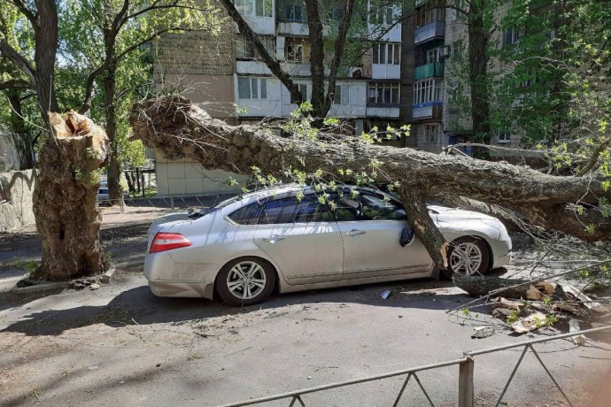 Если на машину упало дерево Если на машину упало дерево