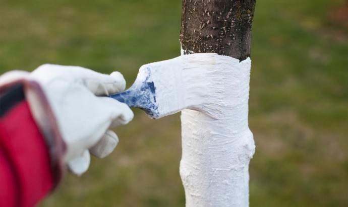 Побелка деревьев Побелка деревьев