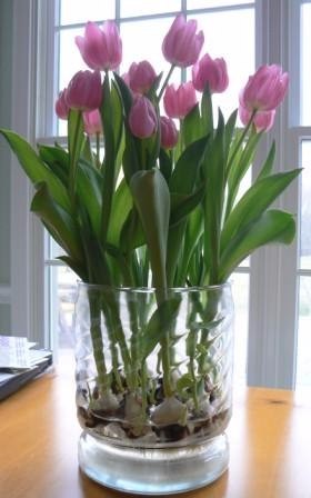 ​Выращивание тюльпанов в прозрачной вазе