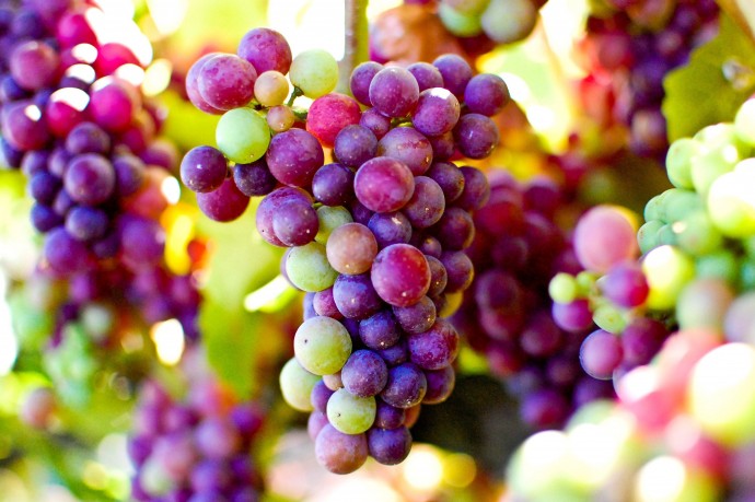 Как хранить виноград, чтобы он оставался свежим и хрустящим