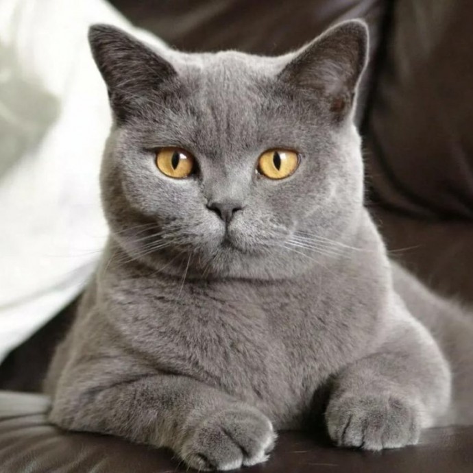 ​Какие 6 пород кошек легко уживаются с собаками