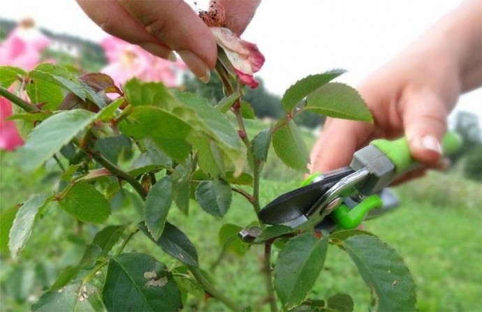 ​Как правильно подрезать розы после цветения, чтобы они снова роскошно цвели