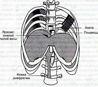 Гимнастика для внутренних органов: упражнения для диафрагмы Гимнастика для внутренних органов: упражнения для диафрагмы