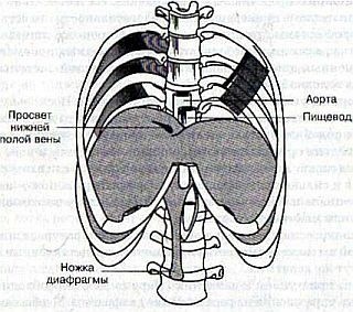 ​Гимнастика для внутренних органов: упражнения для диафрагмы