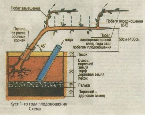 ​Как выращивать виноград