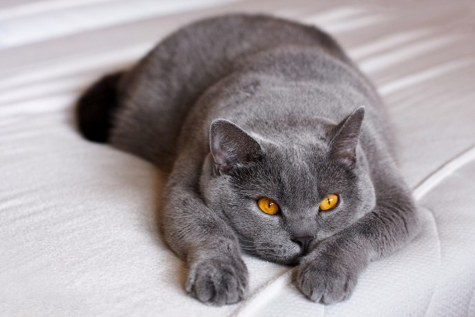 5 самых неуравновешенных и злых пород кошек