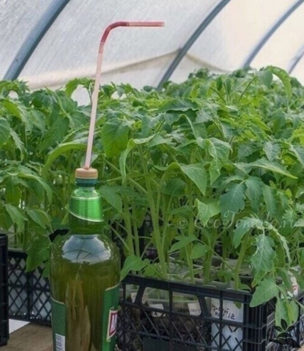 ​Применение фитоспорина на рассаде и взрослых томатах