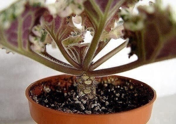 Омолаживаем старую фиалку Омолаживаем старую фиалку