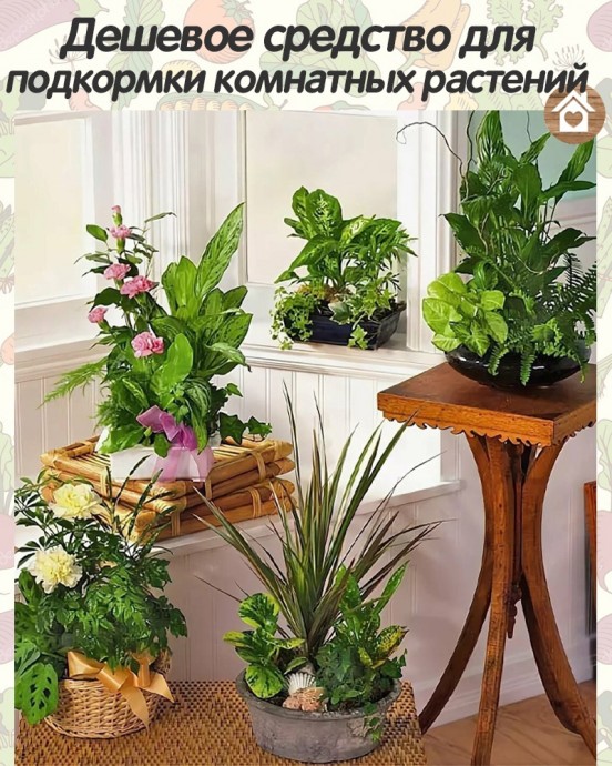 Дешевое средство для подкормки комнатных растений