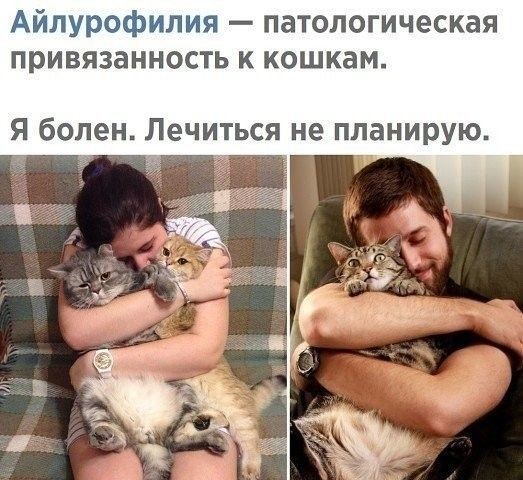 Правда ли, что кошки не привязываются к людям Правда ли, что кошки не привязываются к людям