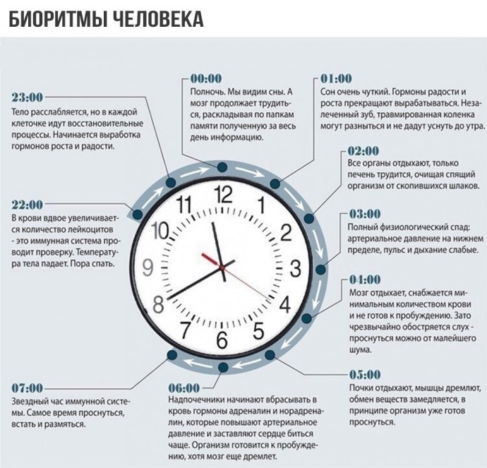 Самое важное о биоритмах человека