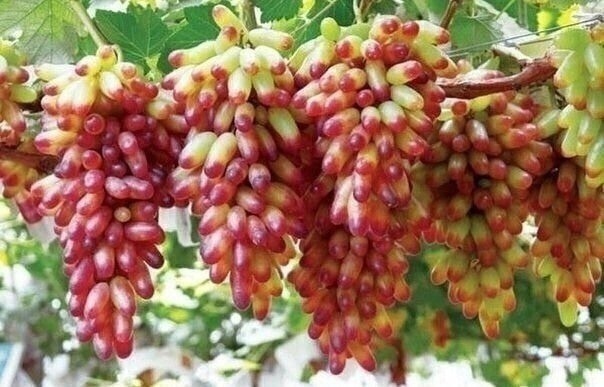 ​Размножение винограда отводками