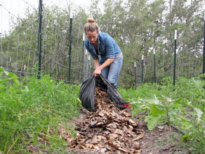 Что такое мульчирование почвы Что такое мульчирование почвы