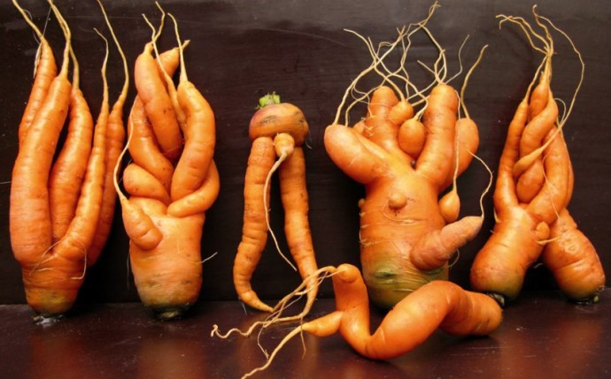 Морковь, которая не будет корявой и рогатой