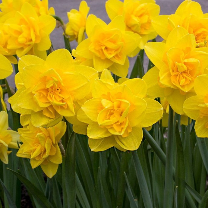 Тайная жизнь луковицы после цветения Тайная жизнь луковицы после цветения