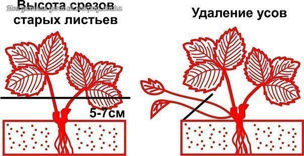 ​Обрезка листьев и усов клубники: когда, как, зачем