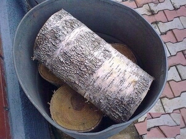 Выращиваем опят на приусадебном участке Выращиваем опят на приусадебном участке