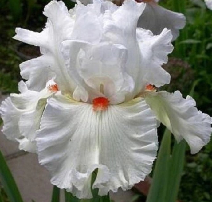 Сажаем ирисы правильно Сажаем ирисы правильно