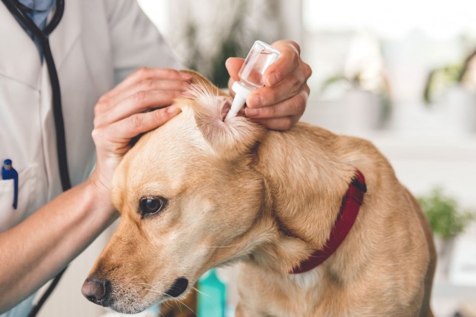 6 симптомов того, что у собаки болят уши