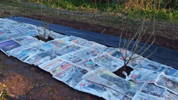 Сосед по даче на зиму раскладывает газеты на грядки: весной почва живая и сорняков нет Сосед по даче на зиму раскладывает газеты на грядки: весной почва живая и сорняков нет