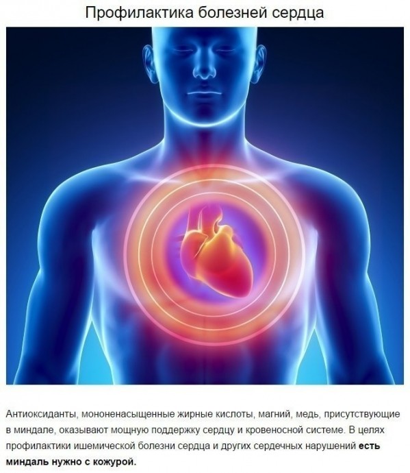 Что произойдет с телом, если съедать 4 миндальных ореха каждый день Что произойдет с телом, если съедать 4 миндальных ореха каждый день