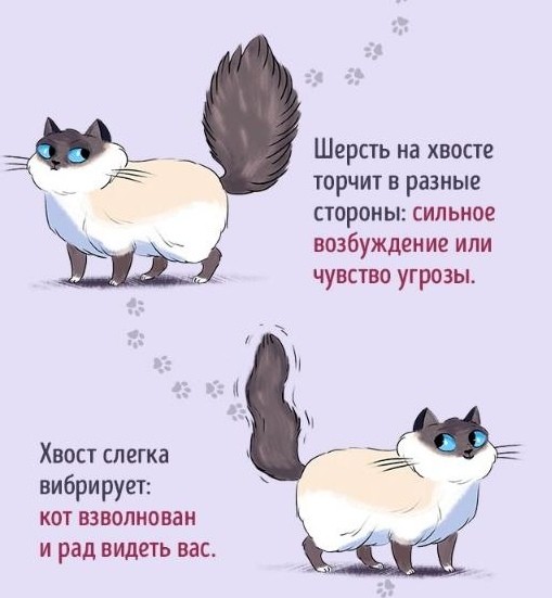 ​Язык котов